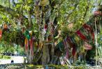 Священно дерево Тайланда