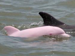 Экскурсия "Розовые дельфины"