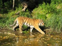Зоопарк тигров в Паттайи