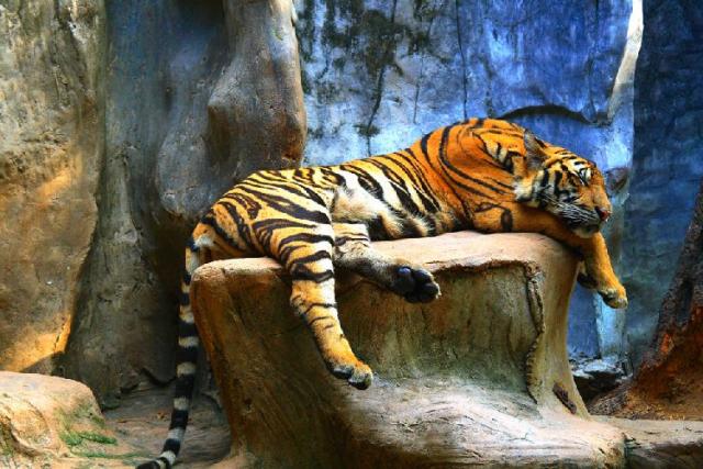 Sri Racha Tiger Zoo - зоопарк тигров