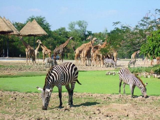 Парк Мир сафари (Safari World) 