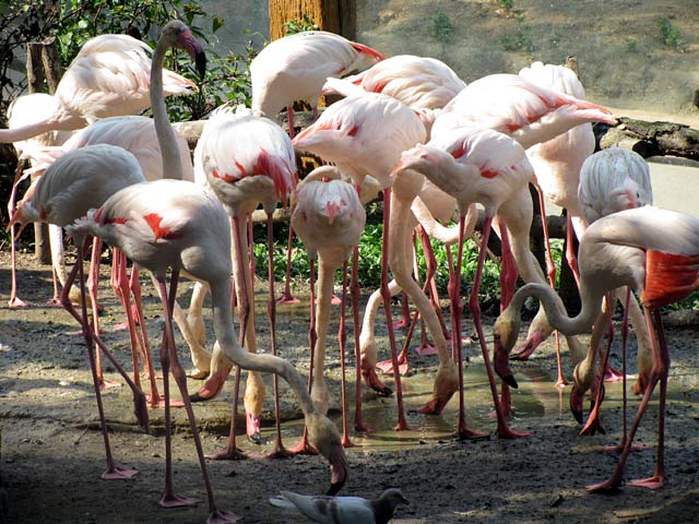 Большой Зоопарк Чианг Мая 