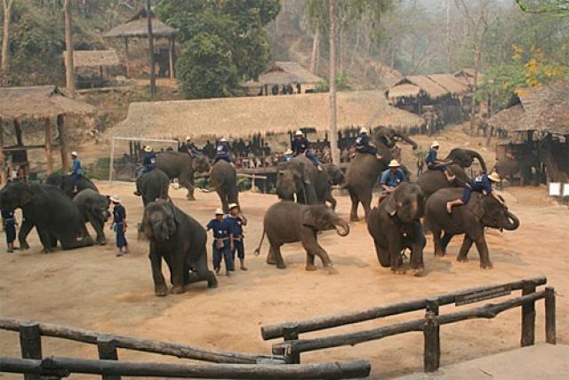 лагерь слонов Маетаман 