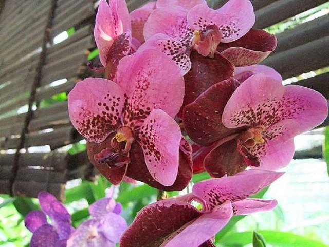 Ферма Орхидей
