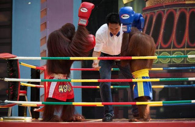 Боксёрское шоу орангутангов в парке "Мир Сафари"