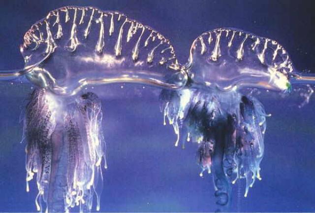 Медузы вида Bluebottle 