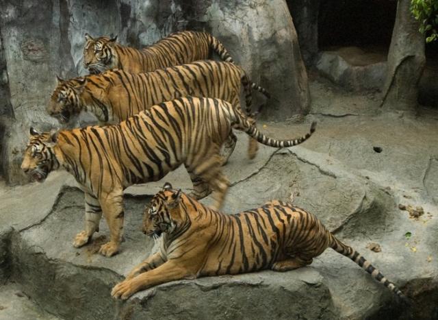 Зоопарк Тигров Сри Рача (Sri Racha Tiger Zoo