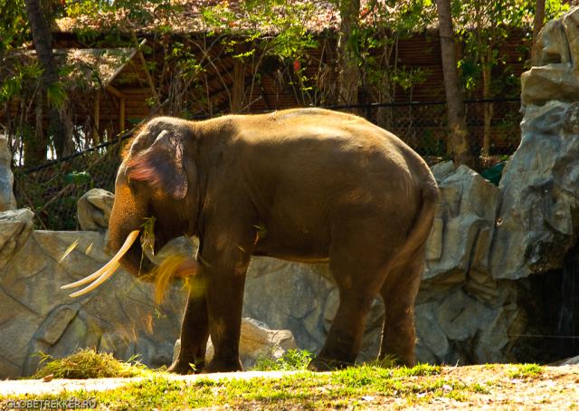 Зоопарк в Чианг-Мае