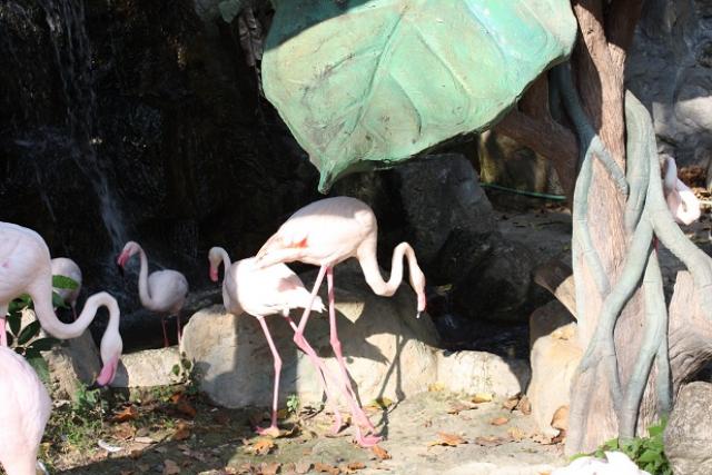 Зоопарк в Чианг-Мае