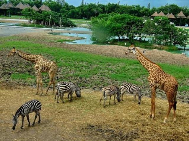 зоопарк "Сафари Ворлд" ("Safari World"). 