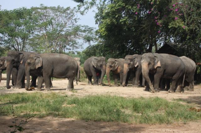Деревня слонов (Pattaya Elephant Village) 