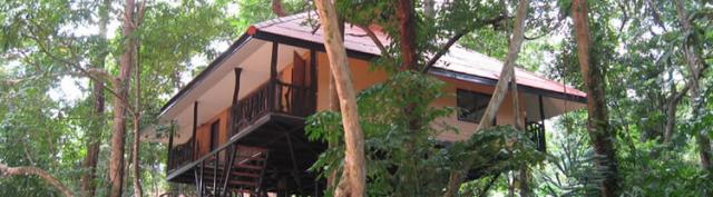 Эко-отель Tree Tops Resort