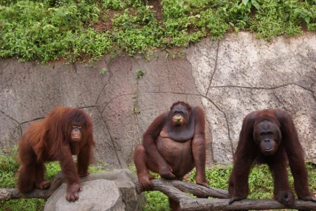 Открытый зоопарк Кхао Кео 