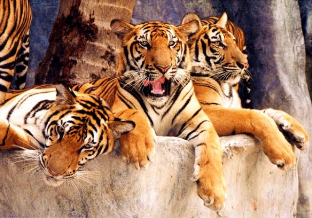 Экскурсия "Тигровый зоопарк Сирача". 