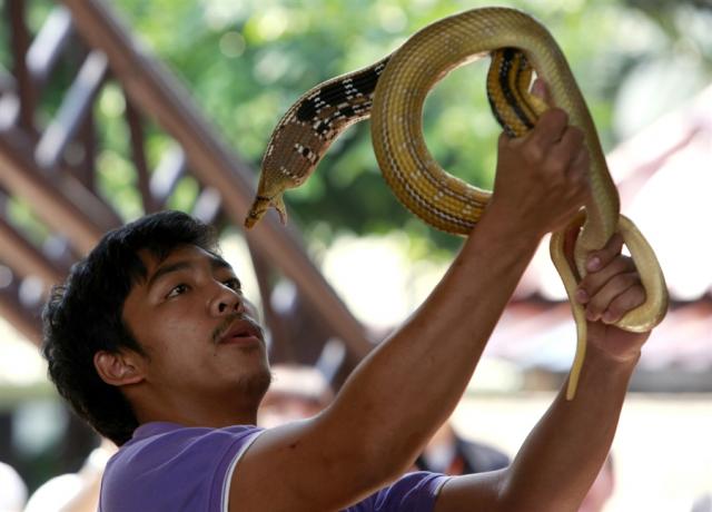 Змеи Таиланда 