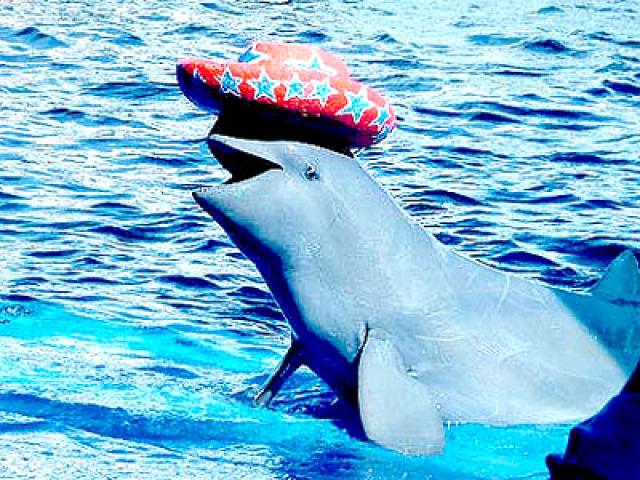 дельфинарий "Оазис морского мира"