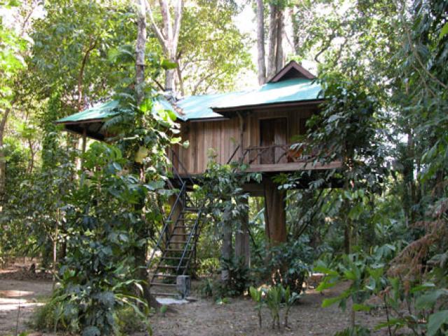 Эко-отель Tree Tops Resort