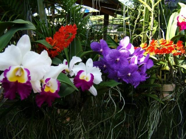 Ферма Орхидей