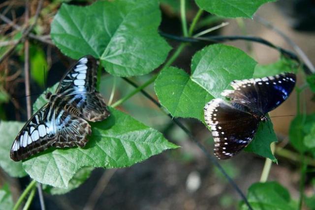 Фестиваль бабочек в парке Pangseeda 