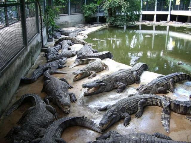 Крокодиловая ферма в Бангкоке 