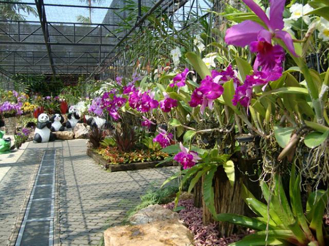 Тропический парк Нонг Нуч (англ. Nong Nooch Tropical Garden), 