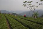 Чайные плантации на севере Тайланда
