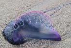 На Пхукете появились ядовитые медузы