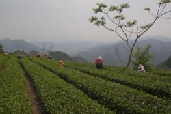 Чайные плантации на севере Тайланда