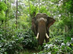 Слоны в Тайланде