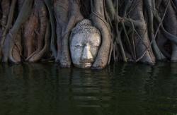 Мангровое дерево с головой Будды в корнях