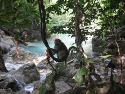 Экстремальный отдых в джунглях Таиланда