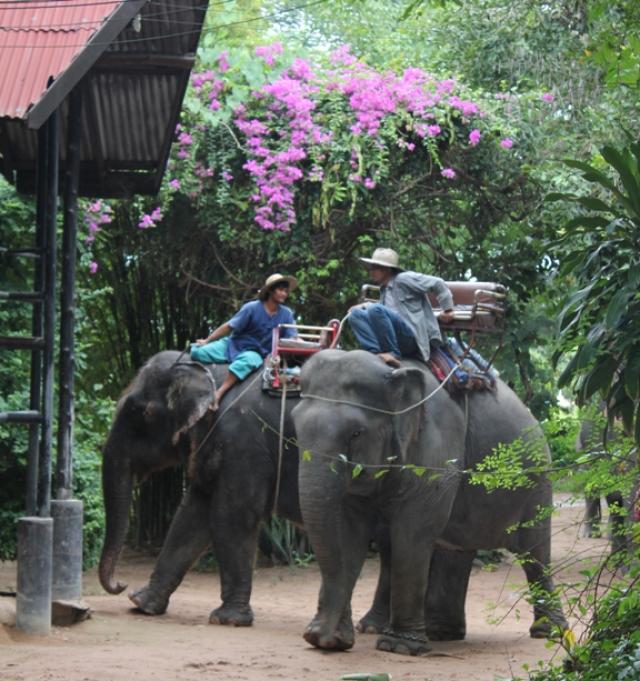 Экскурсия в деревню слонов. Паттайя