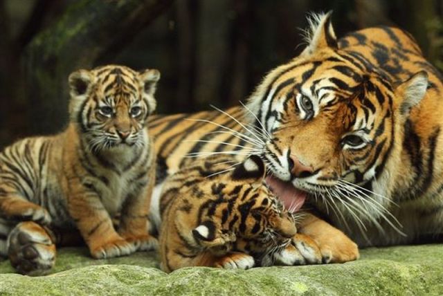 тигровый зоопарк Сирача (Si Racha Tiger Zoo