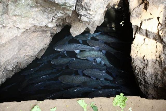 Пещера рыб (Fish Cave) 