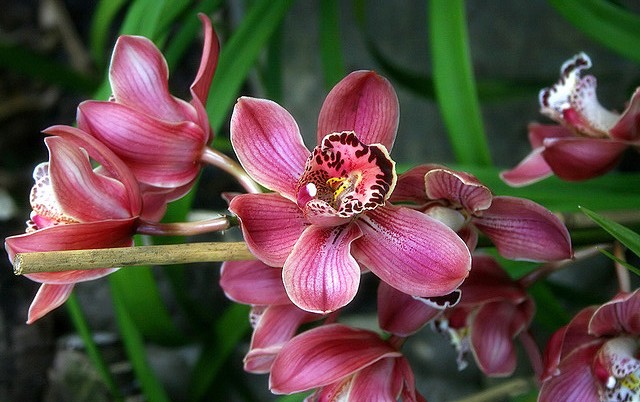 Орхидеи из Тайланда