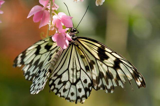 Парк бабочек острова Пхукет