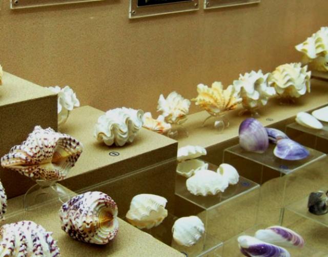 Музей морских раковин 