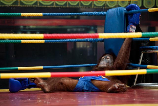 Боксёрское шоу орангутангов в парке "Мир Сафари"