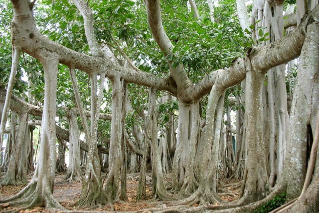 священное тайское дерево - Бодхи 