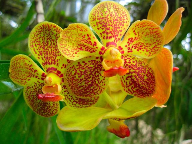 Орхидеи из Тайланда