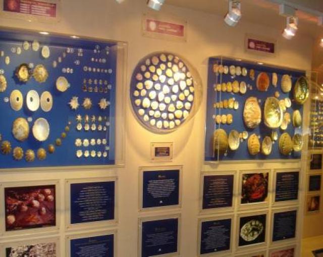 Музей морских раковин на Пхукете