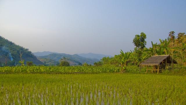 рисовые поля Северного Тайланда