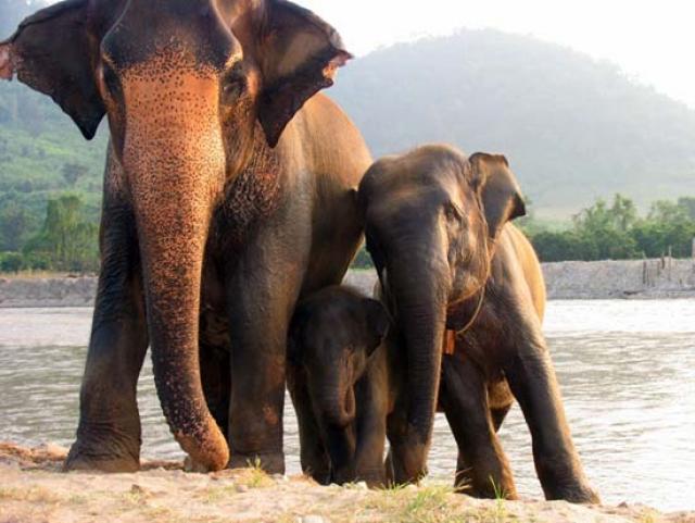 Слоны в Тайланде