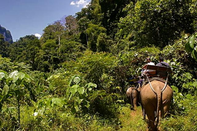 Экстремальный отдых в джунглях Таиланда