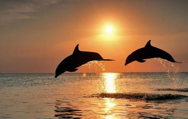 дельфинарий "Оазис морского мира"