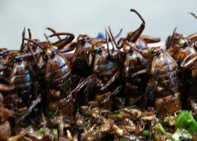 Экзотические блюда Таиланда из насекомых