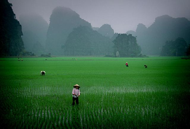 рис в Тайланде