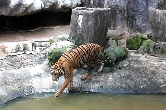 зоопарк тигров в паттайи