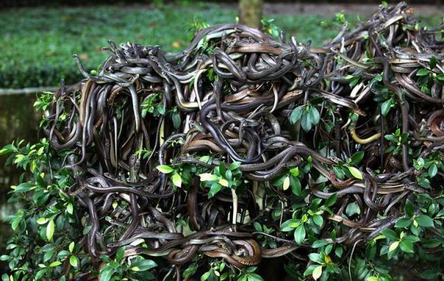 Змеи Таиланда 